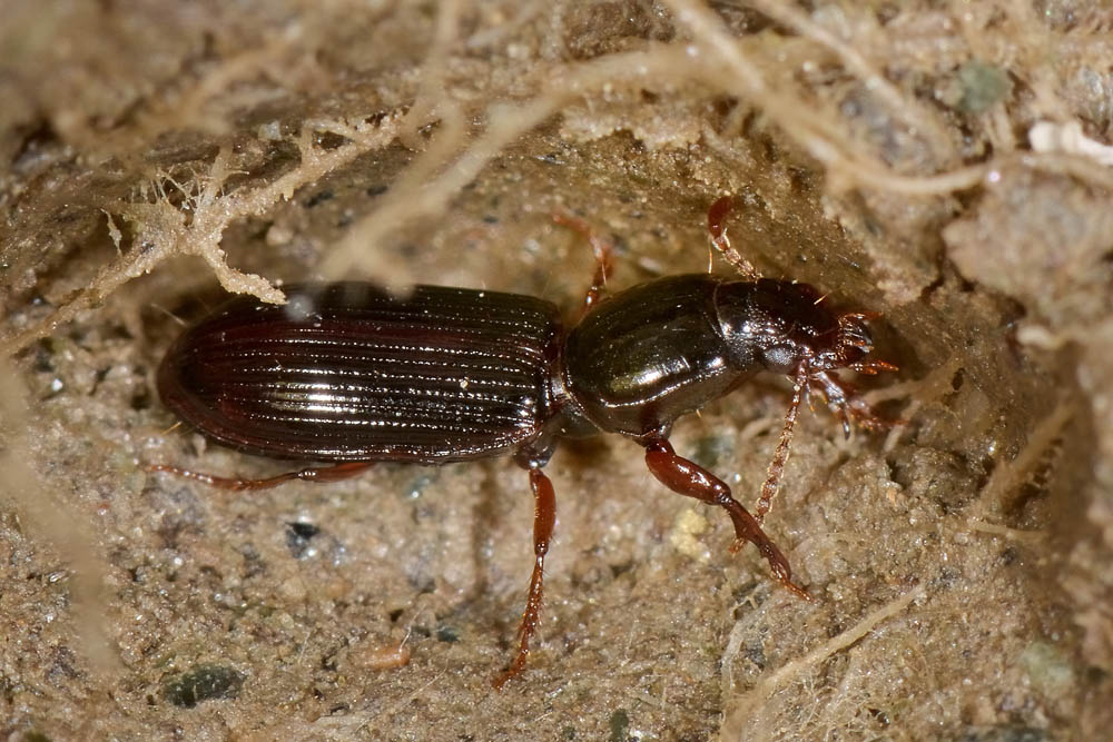 Carabidae:  Clivina fossor